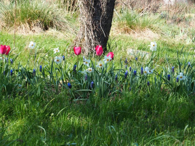 Tulipa Darwin Lady van Eijk Narcissus poeticus Actaea Muscari latifolium P4100325.JPG