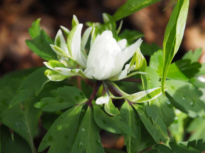 Anemone nemorosa Pleugers Plena P4100284.JPG