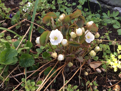 2022-04-11 Jeffersonia dubia 'Alba'.jpg