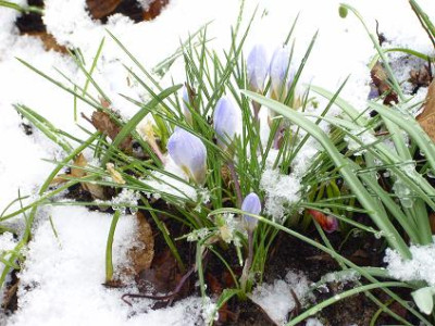 26.3..2008_Planzen_im_Schnee_klein_003.JPG
