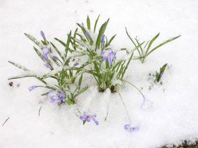 26.3..2008_Planzen_im_Schnee_klein_009.JPG