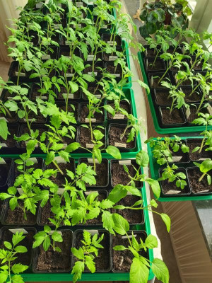 Tomaten 2022-04-12.jpg