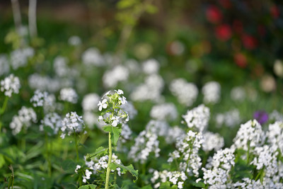 Lunaria-Ap1222_023_00001.jpg