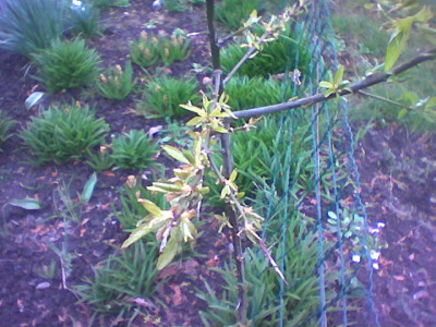 garten2.jpg