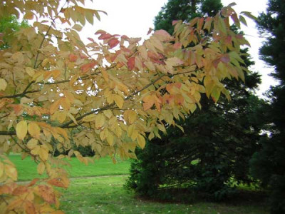77Fraxinus_amer_AutumnPurple.jpg