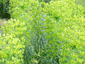 60_Euiphorbia__characias_subsp._wulfenii_PIC_0584_Bildgroe_andern.JPG