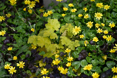 Heuchera-Ap1222_037_00001.jpg