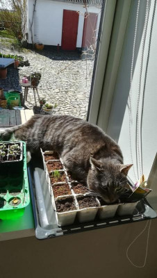 Gemüse-Katze.jpg