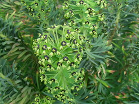 60_Euphorbia_characias_subsp._characias_PIC_0583_Bildgroe_andern.JPG