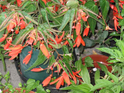 IMG_1991a.jpg_Begonia_bol.jpg