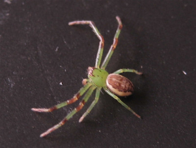 unbek._Spinne.jpg