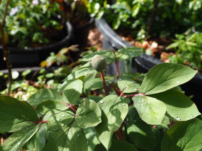 Paeonia mlokosewitschii P4100287.JPG