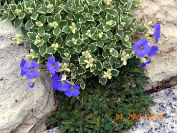 panaschiertes_Blaukissen2.JPG