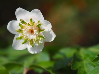 Anemone nemorosa Thekla P4100297.JPG