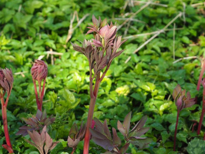 Paeonia officinalis P4100309.JPG