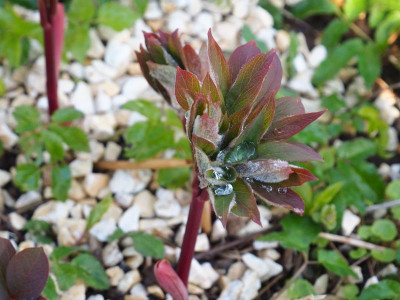 Paeonia Frau Frank P4100311.JPG