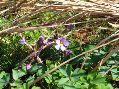 Primula Poly Sämling P4100315.JPG