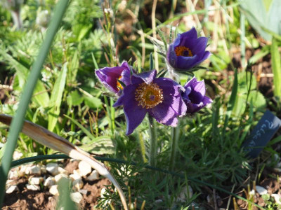 Pulsatilla vulgaris Blauviolett P4100327.JPG