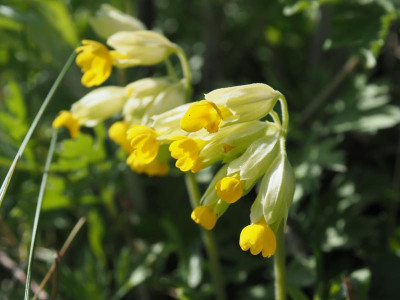 Primula veris P4100335.JPG