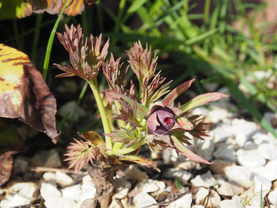 Paeonia delavayi Schwarzrot P4100336.JPG