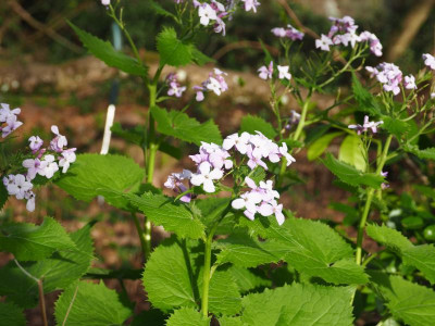 Lunaria rediviva P4120340.JPG