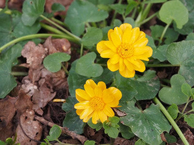 Ranunculus ficaria Orangette P4120341.JPG