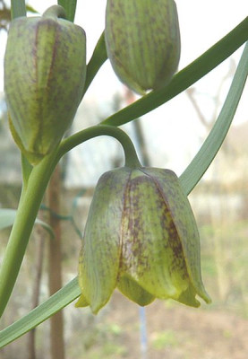 Fritillaria_crassifolia_fars_2008.jpg