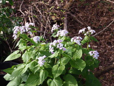 Lunaria rediviva P4120357.JPG