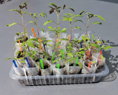 Tomaten_20220412.jpg