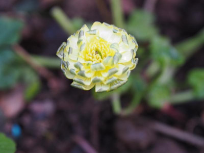 Ranunculus ficaria Double Mud P4120330.JPG
