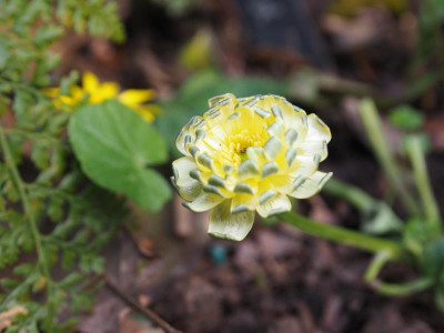 Ranunculus ficaria Double Mud P4130344.JPG