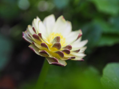 Ranunculus ficaria Graham Josef P4120335.JPG