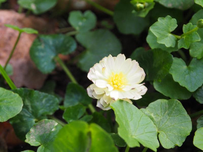 Ranunculus ficaria Graham Josef P4130345.JPG