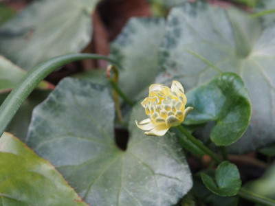 Ranunculus ficaria Elan P4130343.JPG
