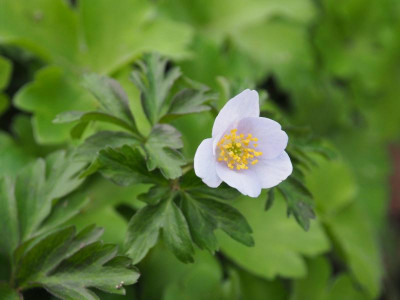 Anemone nemorosa Parlez Vous P4130339.JPG