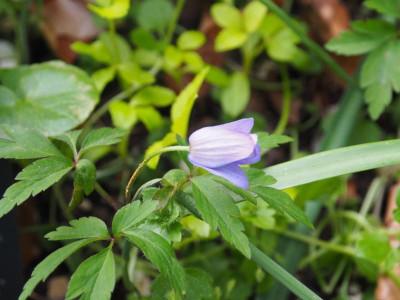 Anemone nemorosa Royal Blue P4130340.JPG