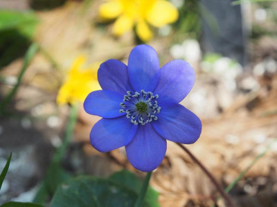 Hepatica dark blue Händel P3250248.JPG