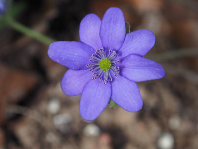 Hepatica nobilis blaue Staubgefäße P3200167.JPG
