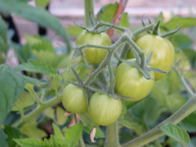 220413_Tomaten.jpg