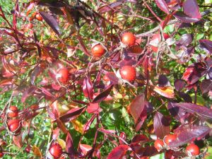 Rosa_nitida1.jpg