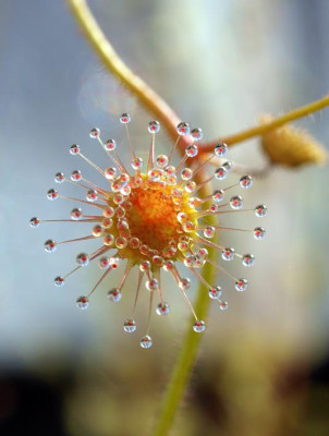 Drosera_macrantha.jpg