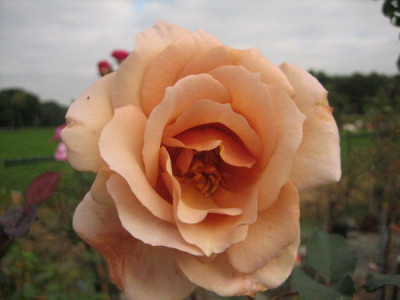 Cafe_Lottum_10.2007.jpg