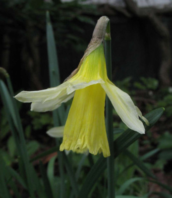 Narcissus_WP_Millner.jpg