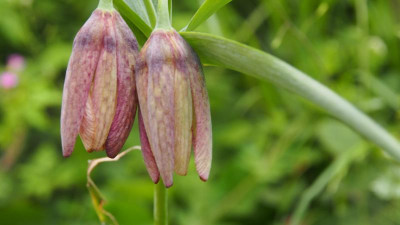 Fritillaria tubiformis P5051301.JPG