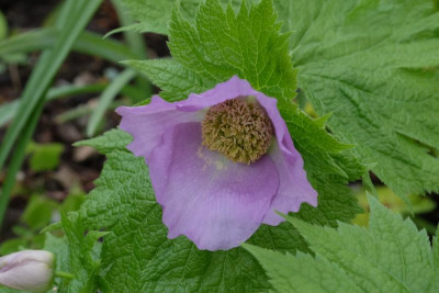 DSCF6329.JPG