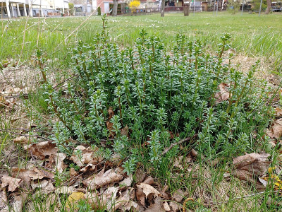 Wildkraut20220414_131341.jpg