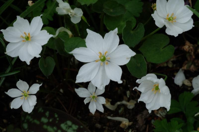 DSCF6325.JPG