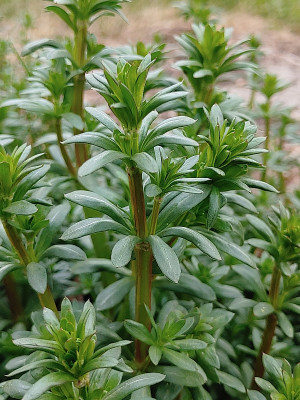 Wildkraut20220414_131358.jpg