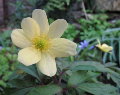 Anemone_x__lipsiensis.jpg