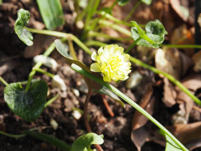 Ranunculus ficaria Sylvie P4140344.JPG